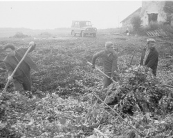 1979_07 РУП_ Гольшаны ветки 1301