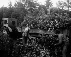 1979_07 РУП_ Гольшаны ветки 1502